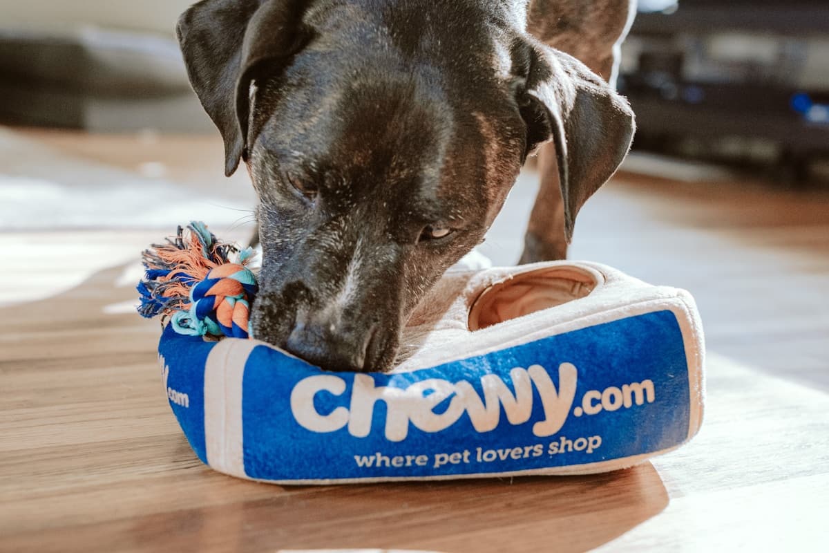 Pensions & Garderies pour Animaux